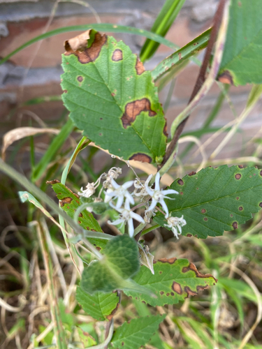 Cynanchum chinense