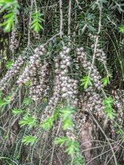 author not stated, no rights reserved Melaleuca lanceolata, photograph author not stated, no rights reserved