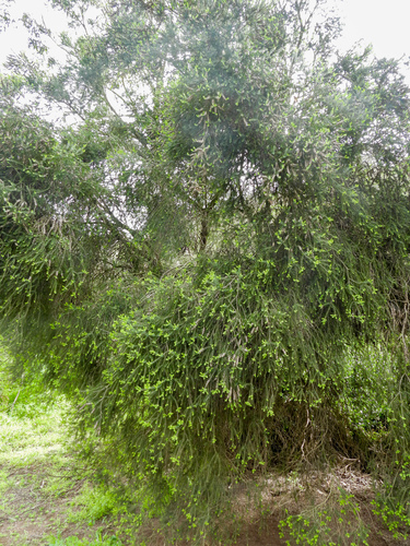 Melaleuca lanceolata, photograph 4
