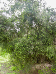 author not stated, no rights reserved Melaleuca lanceolata, photograph author not stated, no rights reserved