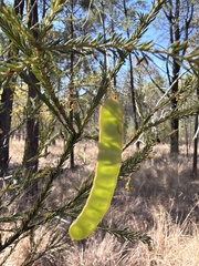 Acacia conferta, photograph (c) Martin Hannan-Jones, some rights reserved (CC BY)