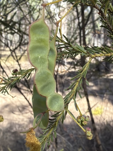 Acacia conferta, photograph 4