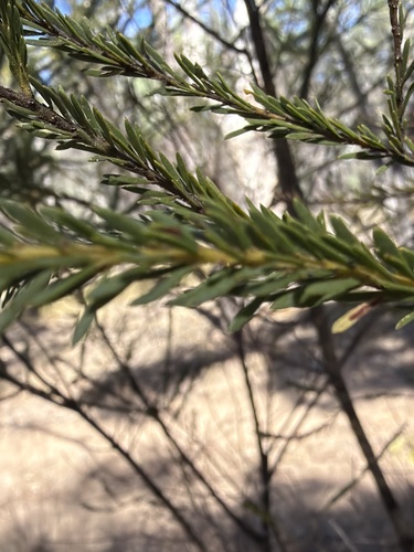 Acacia conferta, photograph 6