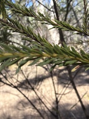 Acacia conferta, photograph (c) Martin Hannan-Jones, some rights reserved (CC BY)