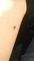 Polydrusus formosus