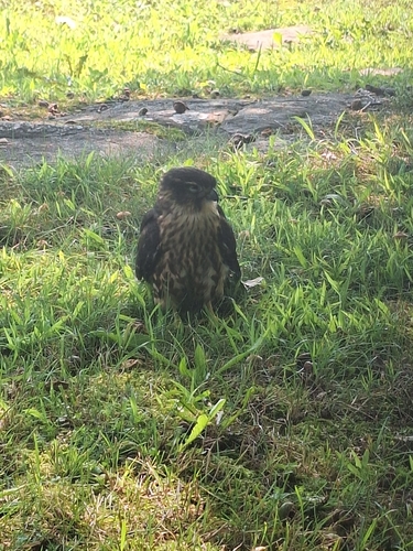 Smelleken observed by dirk_is_een_natuurspotter_op_inaturalist