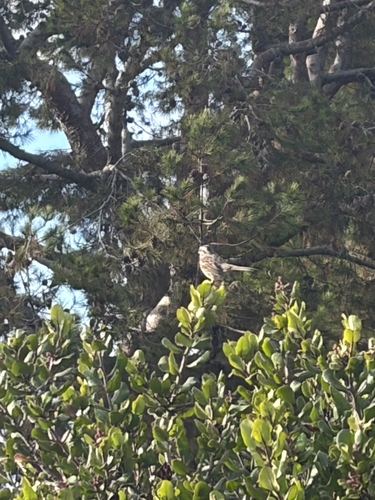 Song Sparrow observed by cataycr