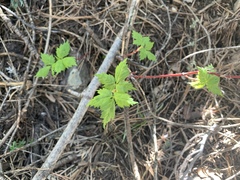 Acer glabrum neomexicanum