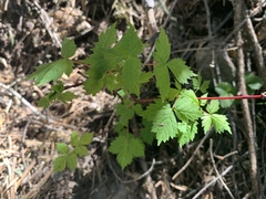 Acer glabrum neomexicanum
