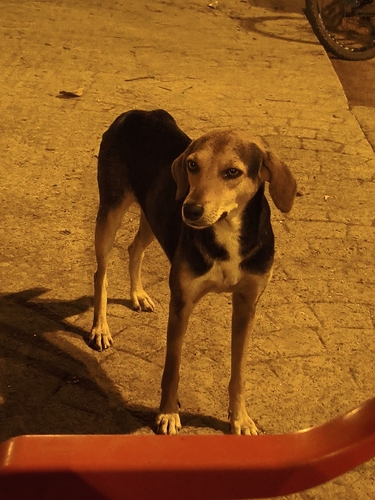 Cão doméstico observed by clevsoon