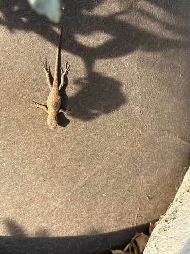 Western Fence Lizard observed by reggieoc