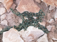 Euphorbia granulata
