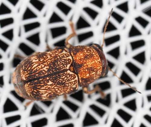 Pachybrachis spumarius