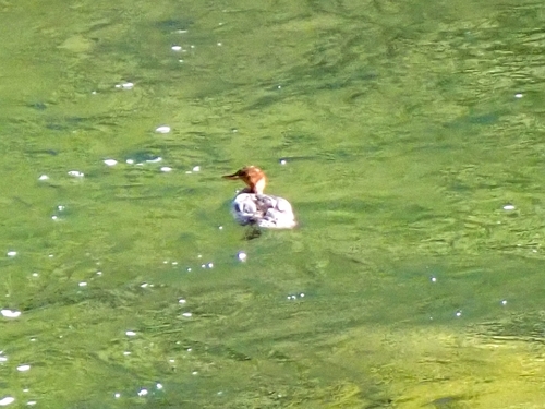 iNaturalist observation photo of Common Merganser