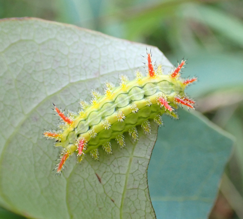 Spiny oak-slug moth