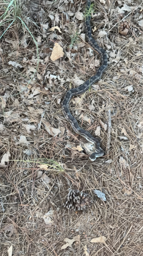 Western Ratsnake observed by tvogt