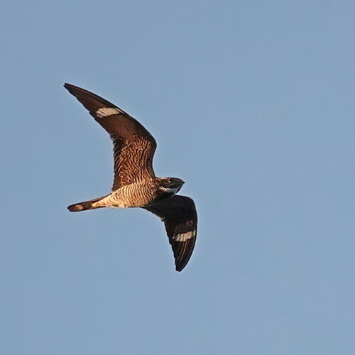Common Nighthawk observed by hansritter