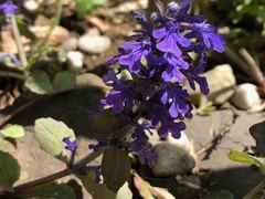 Ajuga reptans