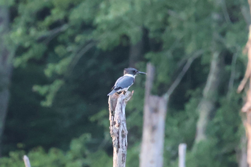 Belted Kingfisher observed by mr_pond