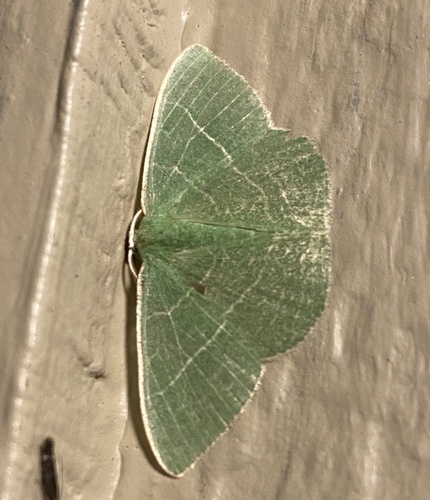 iNaturalist observation photo of Pink-margined Green