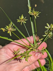 (c) Eric Knight, some rights reserved (CC BY) Cyperus ochraceus, photograph (c) Eric Knight, some rights reserved (CC BY)