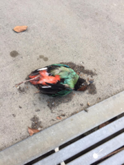 Pitta sordida cucullata