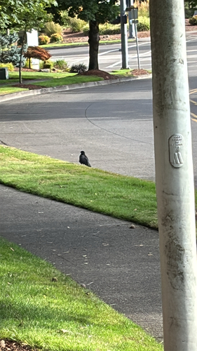 American Crow observed by shawnsaetern