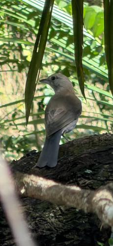 Gray Shrikethrush