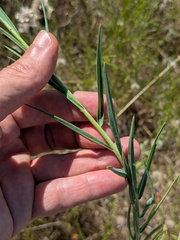 Oenothera glaucifolia, photograph (c) Eric Knight, some rights reserved (CC BY)