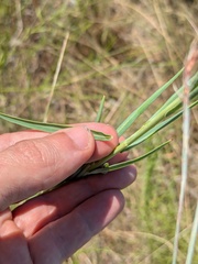 Oenothera glaucifolia, photograph (c) Eric Knight, some rights reserved (CC BY)