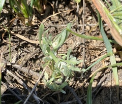 Psilocarphus tenellus