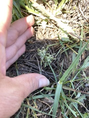 Psilocarphus tenellus