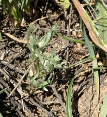 Psilocarphus tenellus