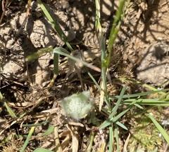 Psilocarphus brevissimus