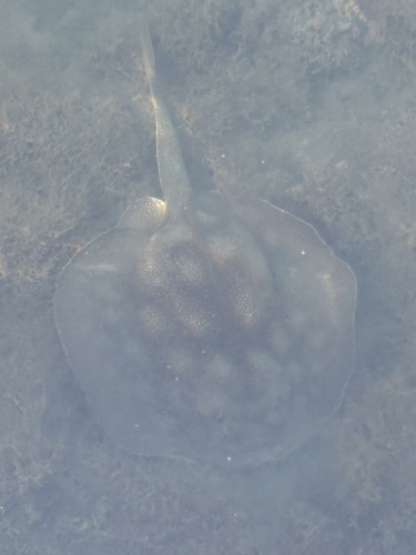 Haller's Round Ray, Rainbow Lagoon Park, Long Beach, CA, US, photo 9 of 10