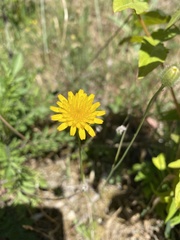 Hypochaeris achyrophorus