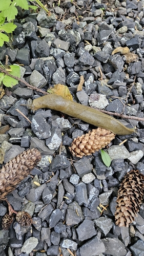 Pacific Banana Slug