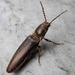 Sylvanelater cylindriformis - Photo (c) Erika Mitchell, some rights reserved (CC BY-NC), uploaded by Erika Mitchell