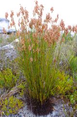 Thamnochortus lucens