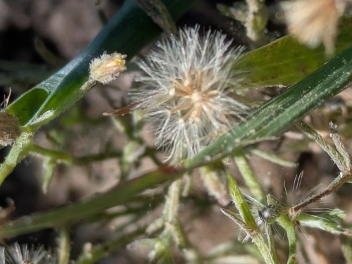 Erigeron divaricatus, photograph 6