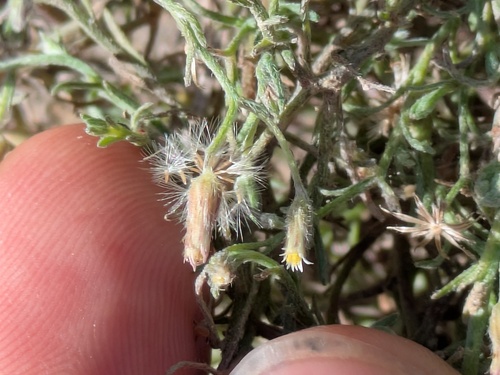 Erigeron divaricatus, photograph 5