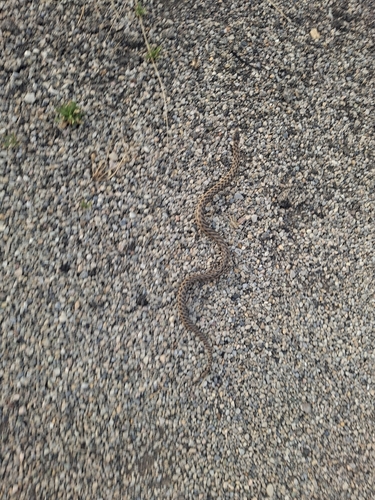 Wandering Garter Snake observed by bryanto