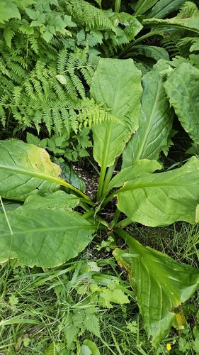 western skunk cabbage