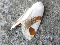 Sphragifera biplagiata