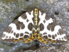 Gandaritis whitelyi