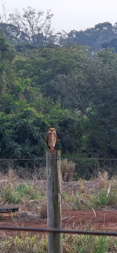 Coruja-Buraqueira observed by mariabelloti
