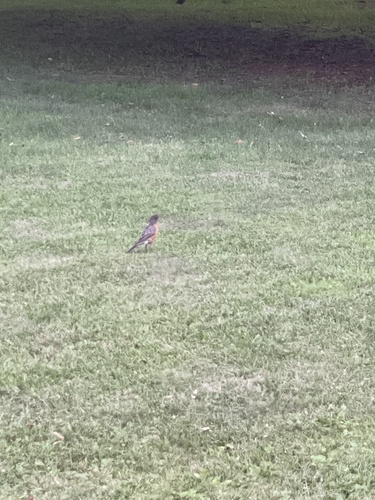 American Robin observed by abbeille