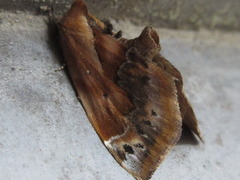 Lophomilia polybapta