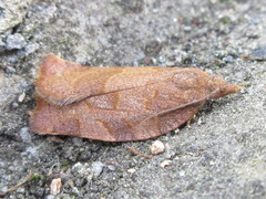 Pandemis cinnamomeana