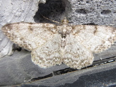 Protoboarmia simpliciaria